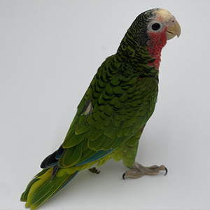 images