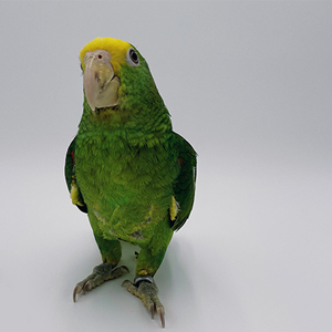 images