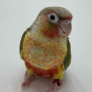 images